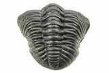 Curled Pedinopariops Trilobite With Nice Eyes #259594-3